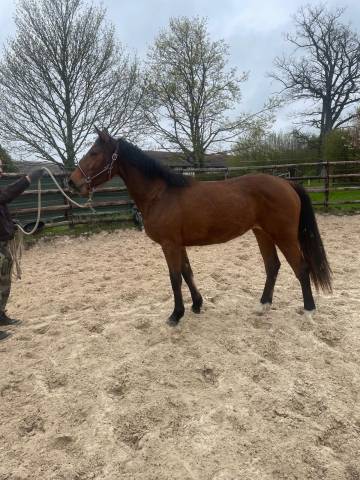 Merrie Zangersheide Te koop 2024 Donker bruin / bai ,  Conte Bellini