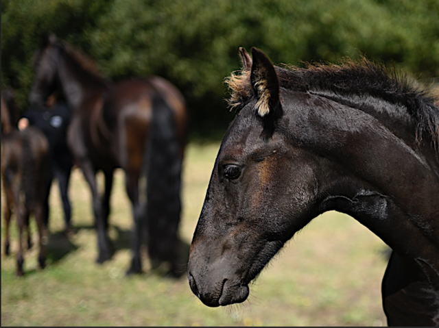 Hengst Fries Te koop 2025 Zwart ,  MAURUS 441