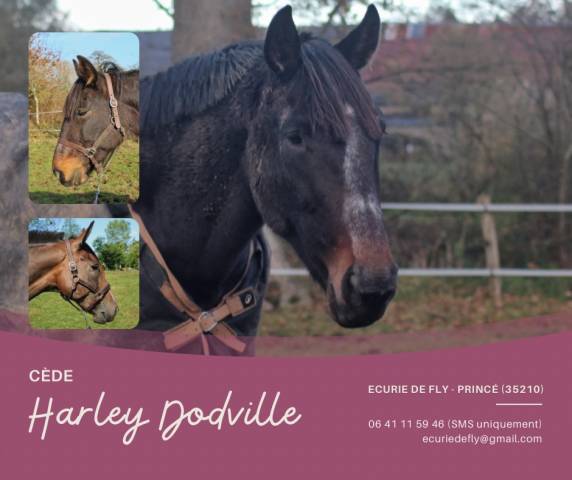 Merrie Franse draver  Te koop 2017 Zwart