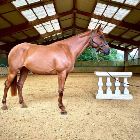 Merrie Selle Fran&ccedil;ais Te koop 2016 Vos