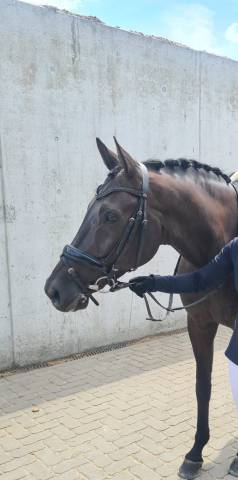 Brave dressuurruin van All at Once met wedstrijdervarin