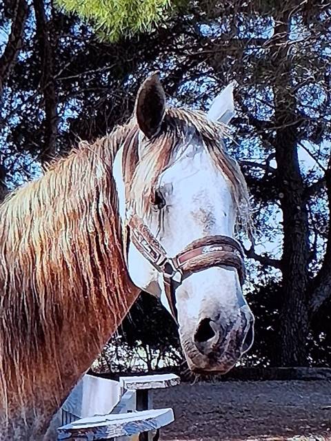 Ruin Lusitano Te koop 2015 Wit ,  CANTOR JME PT