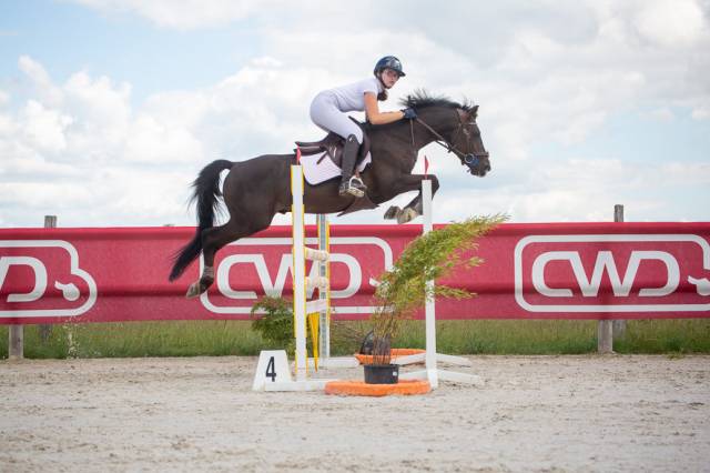 Hengst Franse rijpony PFS Te koop 2012 Koffie vos ,  LINARO SL