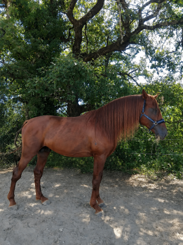 Hengst PRE Puur Ras Spaans Te koop 2021 Vos ,  Maximo Onix (Palomino &mdash; 2017)