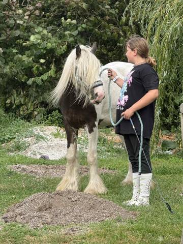 Ruin Andere pony rassen Te koop 2023 Bont
