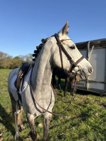 Ruin Franse rijpony PFS Te koop 2021 Schimmel