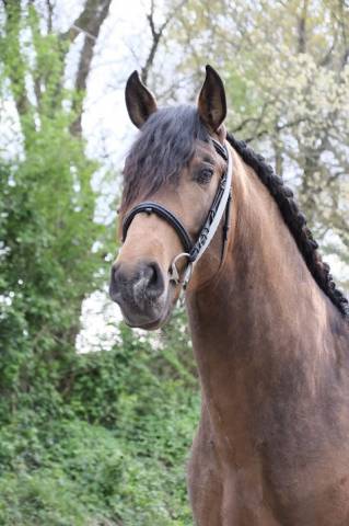 Hengst PRE Puur Ras Spaans Te koop 2022 Isabel ,  FISCAL AG