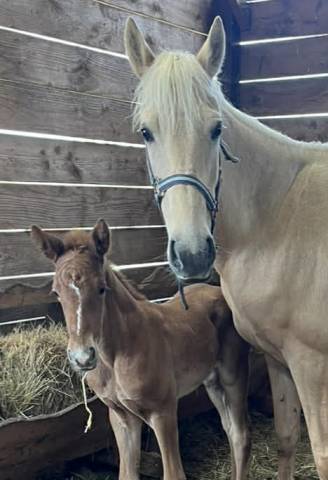 Veulen (vr) Selle Fran&ccedil;ais Te koop 2026 Vos