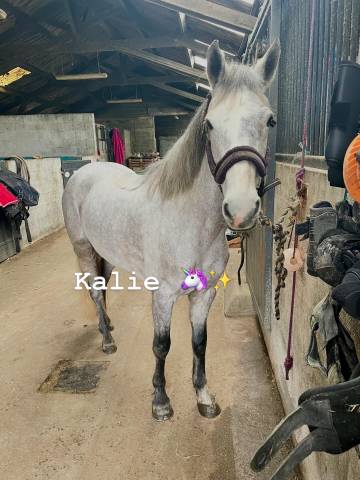 Merrie Connemara Te koop 2020 Schimmel ,  E Cinn