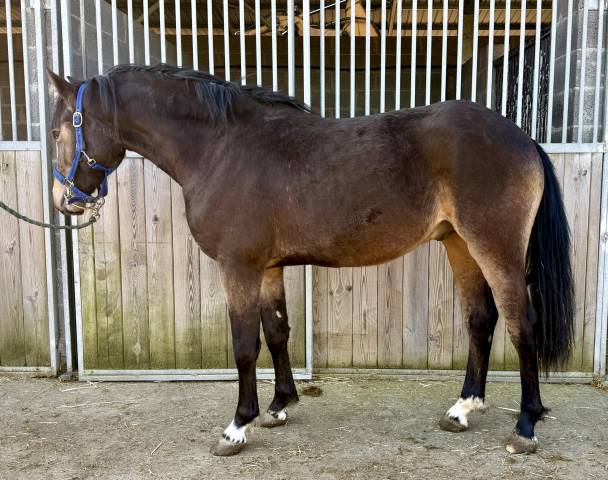 Hengst Franse rijpony PFS Te koop 2024 Isabel