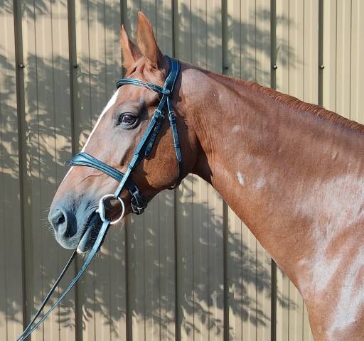 Merrie Selle Fran&ccedil;ais Te leen 2014 Koffie vos