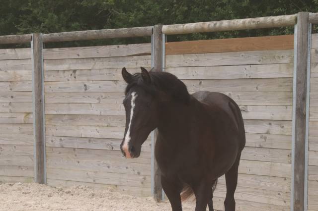Merrie Franse rijpony PFS Te koop 2020 Zwart