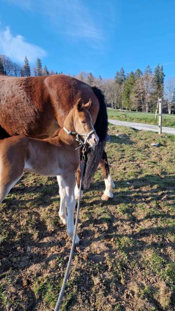 Veulen (ml) Franches-Montagnes  Te koop 2026 Vos ,  Expresso