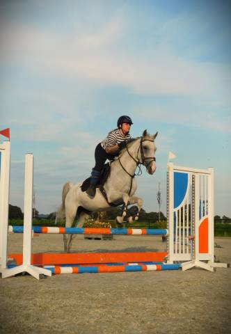 Betrouwbare recreatie Pony