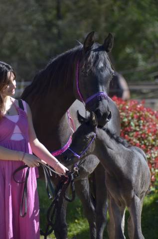 Veulen (vr) Arabisch volbloed Te koop 2026 Zwart