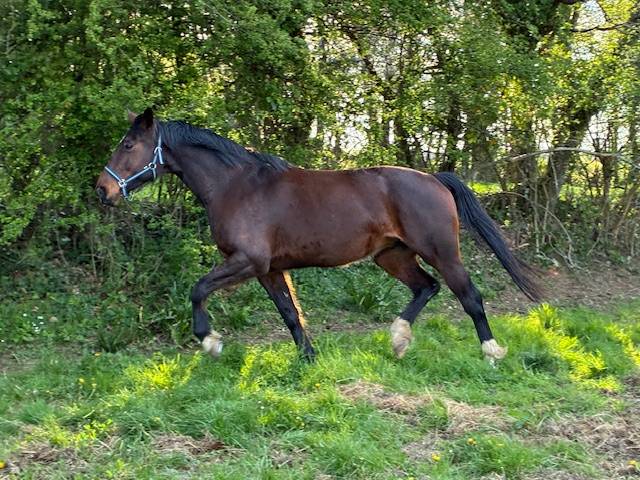 Merrie Selle Fran&ccedil;ais Te koop 2016 Bruin / Bai ,  CONTENDRO I