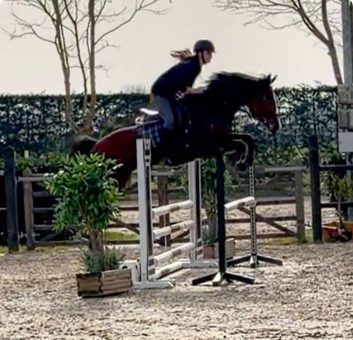 5 jarig springpaard met fijne instelling 