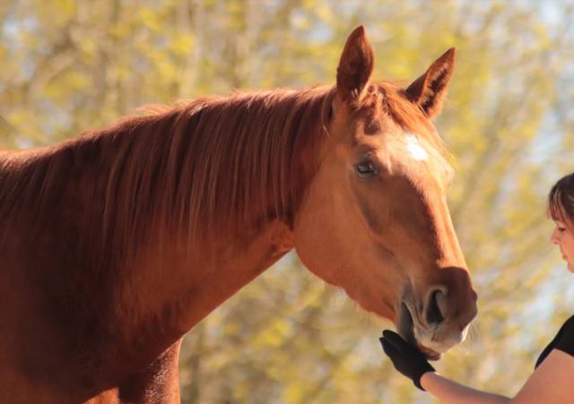 Merrie Selle Fran&ccedil;ais Te koop 2020 Vos ,  ARGENTINUS