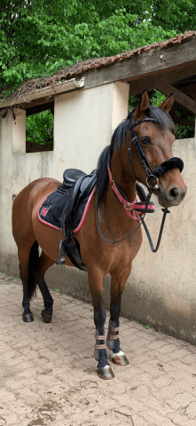 Merrie Bekend ras Te koop 2013 Bruin / Bai ,  Ulmazir El Mazir