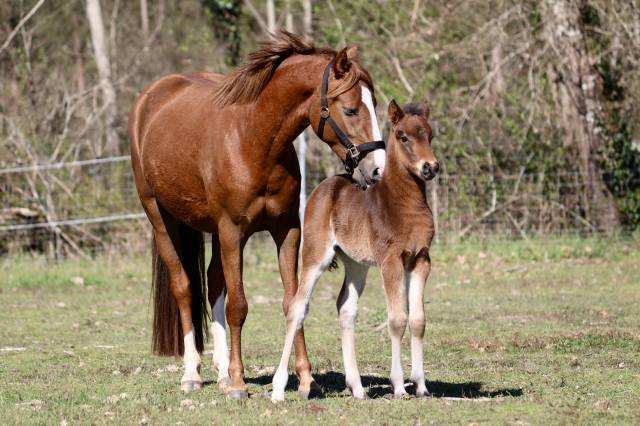 Veulen (ml) Franse rijpony PFS Te koop 2026 Bruin / Bai ,  RM Most Beautiful Boy