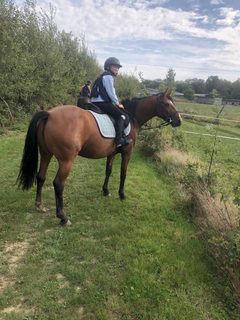 Merrie Franse draver  Te koop 2019 Donker bruin / bai