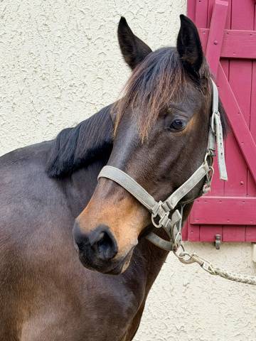 Merrie Ras onbekend Te koop 2022 Donker bruin / bai