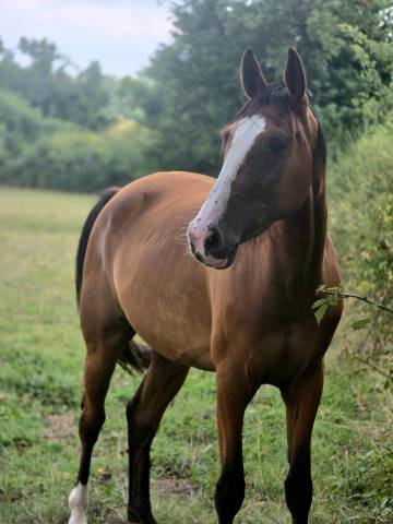 Merrie Franse draver  Te koop 2022 Donker bruin / bai