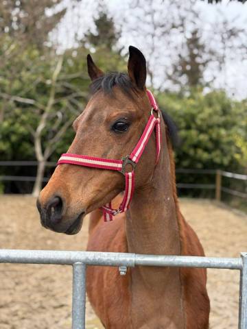Merrie Ras onbekend Te koop 2012 Donker bruin / bai
