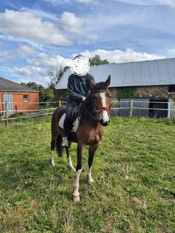 Veulen (vr) Franse rijpony PFS Te koop 2023 Donker bruin / bai ,  MOVIE STAR TILIA