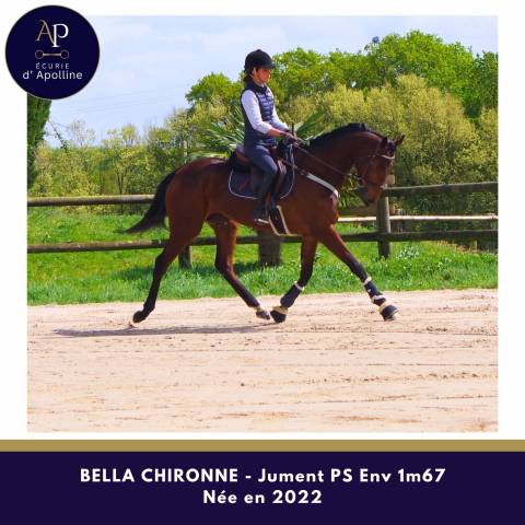 Merrie Volbloed Te koop 2022 Donker bruin / bai