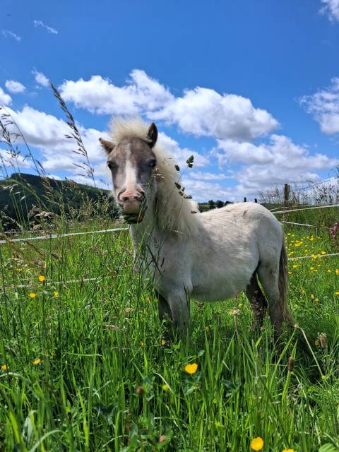 Veulen (ml) Andere pony rassen Te koop 2025 Overige kleuren ,  Andr&eacute;