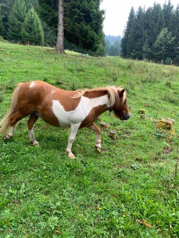 Ruin Shetland Te koop 2020 Bont