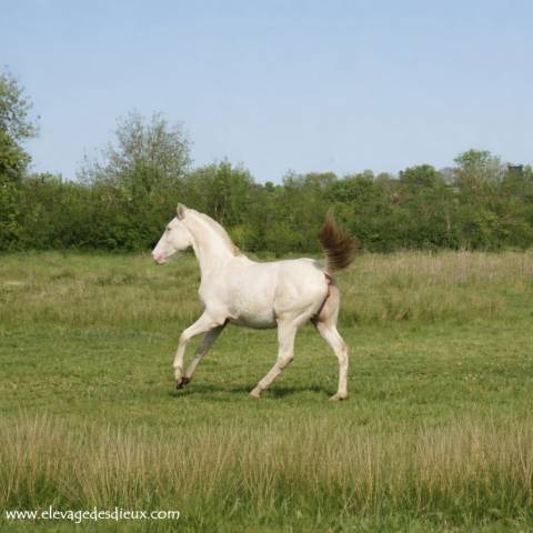 Veulen (vr) Creme Te koop 2025 Cr&egrave;me ,  ICE DREAM ONE