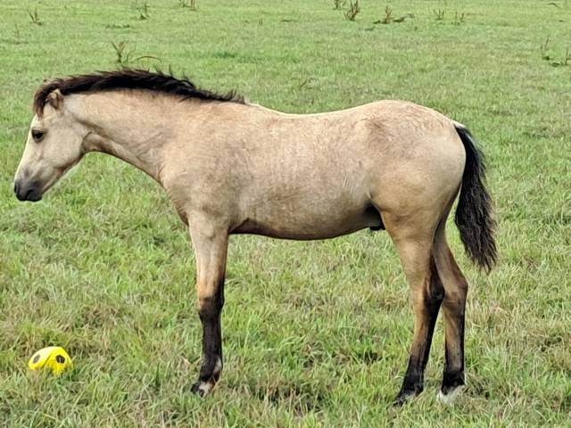 Hengst Welsh Partbred Te koop 2025 Isabel ,  H'ydris Mirys Dream