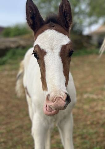 Veulen (ml) Selle Fran&ccedil;ais Te koop 2026 Bont