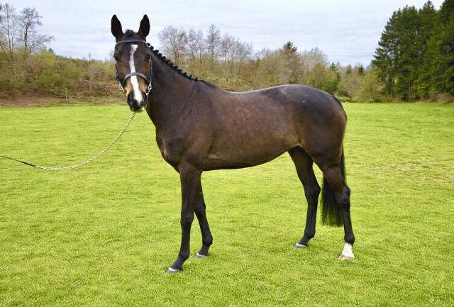 Merrie Zangersheide Te koop 2020 Donker bruin / bai