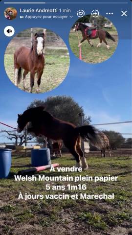 Ruin Welsh Pony (Section A) Te koop 2021 Overige kleuren