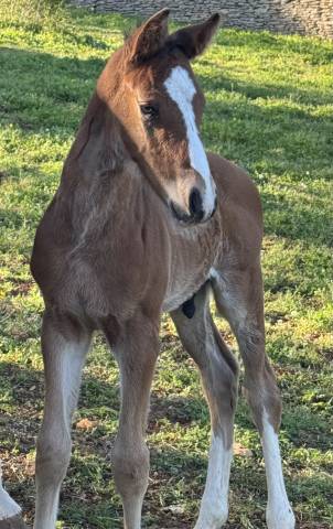 Veulen (ml) Selle Fran&ccedil;ais Te koop 2026 Donker bruin / bai ,  Consul dl vie 