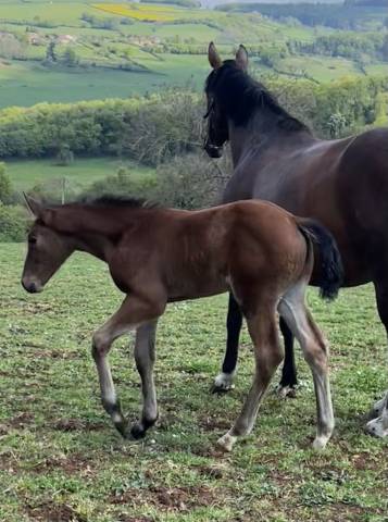 Veulen (vr) Selle Fran&ccedil;ais Te koop 2026 Donker bruin / bai