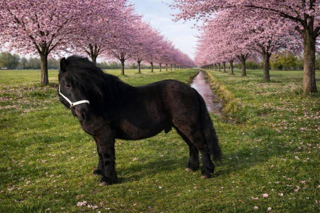 Shetlander Dekhengst