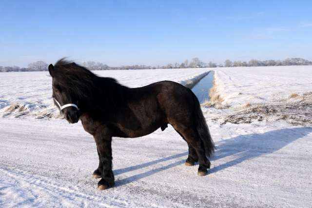 Shetlander Dekhengst