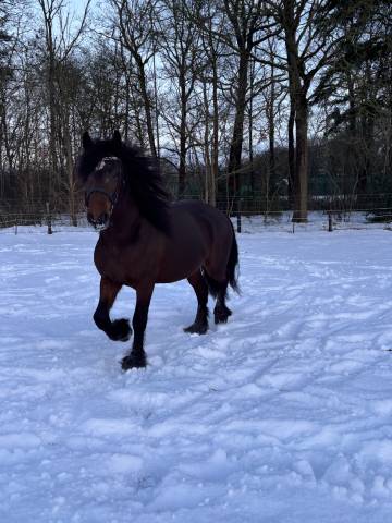 Kruising Tinker X Fries dekhengst