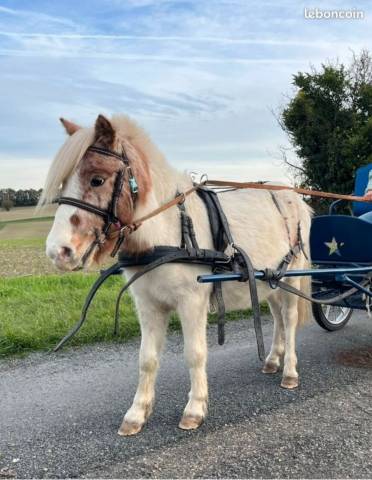 Ruin Shetland Te koop 2023 Bont