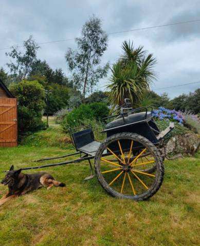 Rijtuigen - Hondenwagen - Ander merk - Type dog-cart 