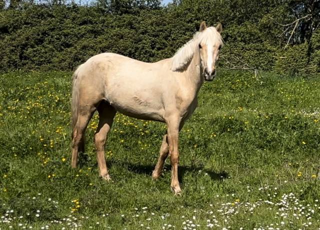 Ruin Franse rijpony PFS Te koop 2024 Palomino ,  Champagne d&rsquo;AR cus