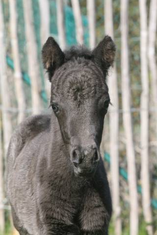 Veulen (ml) Andere pony rassen Te koop 2026 Zwart