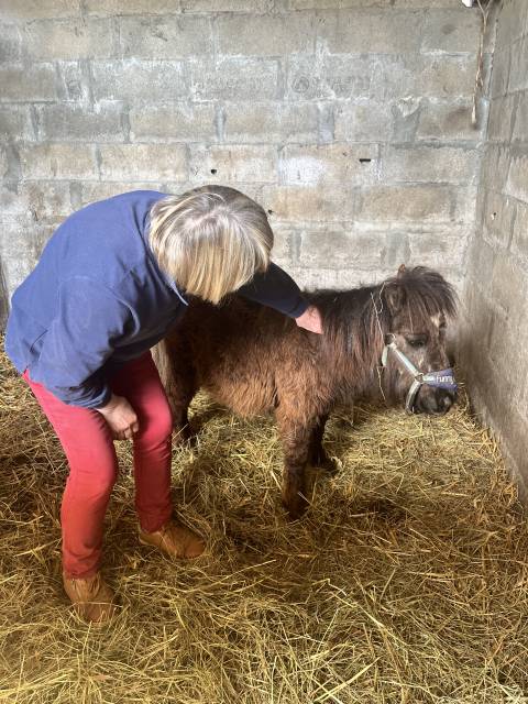 Veulen (ml) Shetland Te koop 2025 Donker bruin / bai