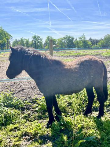 Veulen (vr) Bekend ras Te koop 2023 Donker bruin / bai