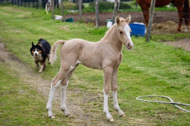 Veulen (ml) Welsh Partbred Te koop 2025 Palomino ,  H&rsquo;ydris Mirys Dream