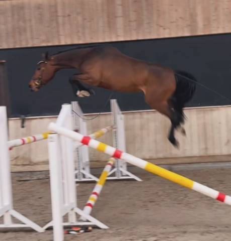 Merrie Zangersheide Te koop 2022 Bruin / Bai